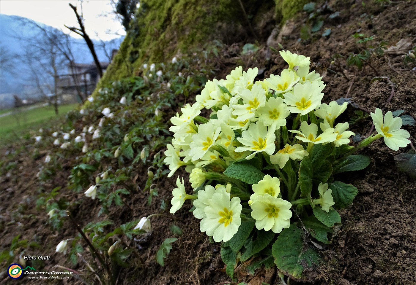 75 Le primule annunciano la primavera alle porte.JPG